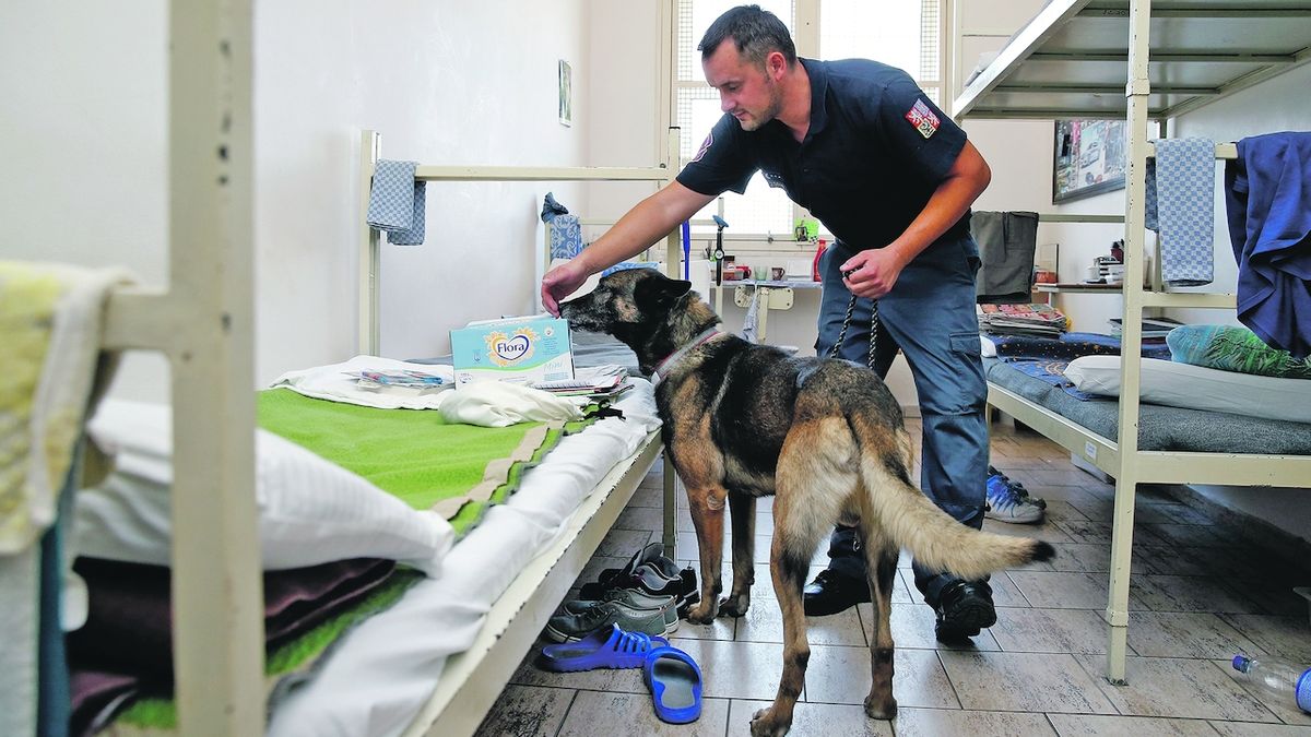 Bichott, první pes vycvičený na vyhledávání mobilních telefonů, prohledává celu ve věznici Jiřice na Nymbursku.