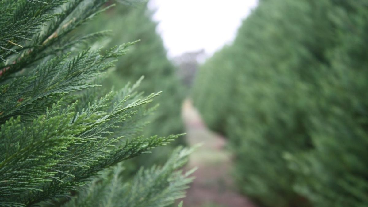 Češi za vánoční stromky utratí 850 milionů korun, nejpopulárnější jsou jedle
