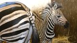 Plzeňská zoo začne chovat kriticky ohroženou zebru