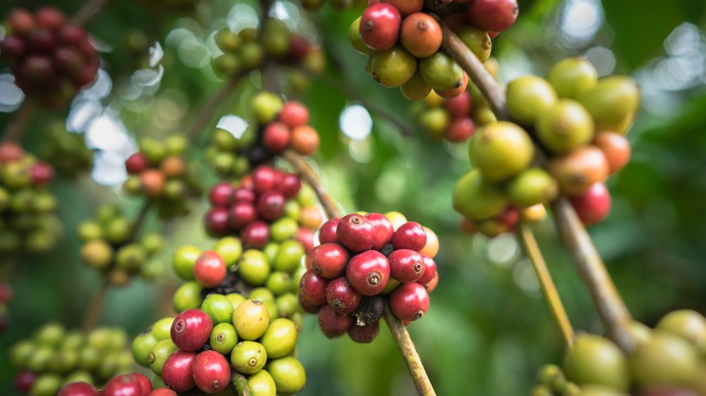 Šálek dobré brazilské kávy je Evropanům libo. A také vietnamské
