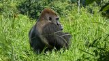 Češi zkoumají v Africe přenos střevních parazitů mezi lidmi a primáty. Sami se nakazili