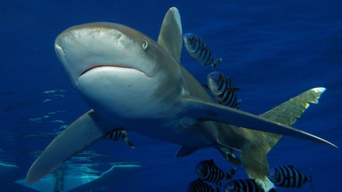 Un touriste en Polynésie française a été mordu par un requin