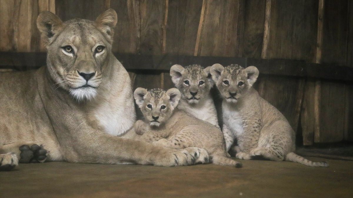 Samice Damali (první mládě zleva) se narodila před rokem a půl.