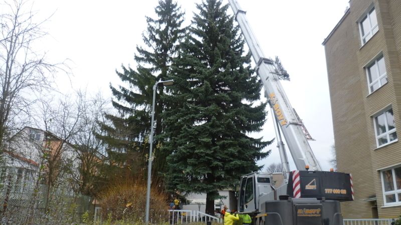 Vánočním stromem roku 2019 v Ústí nad Orlicí byl vybrán stříbrný smrk z areálu OSSZ.