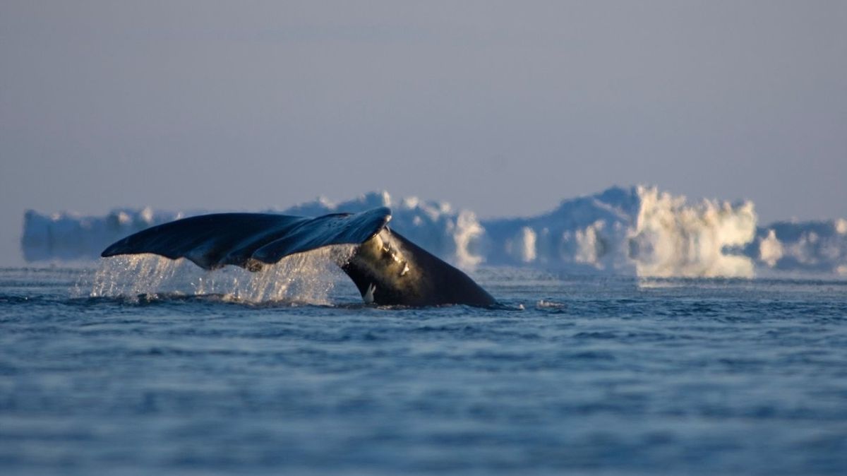 Velryba grónská, zřejmě nejdéle žijící savec