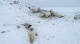 Ruská vesnička je v obležení 56 ledních medvědů