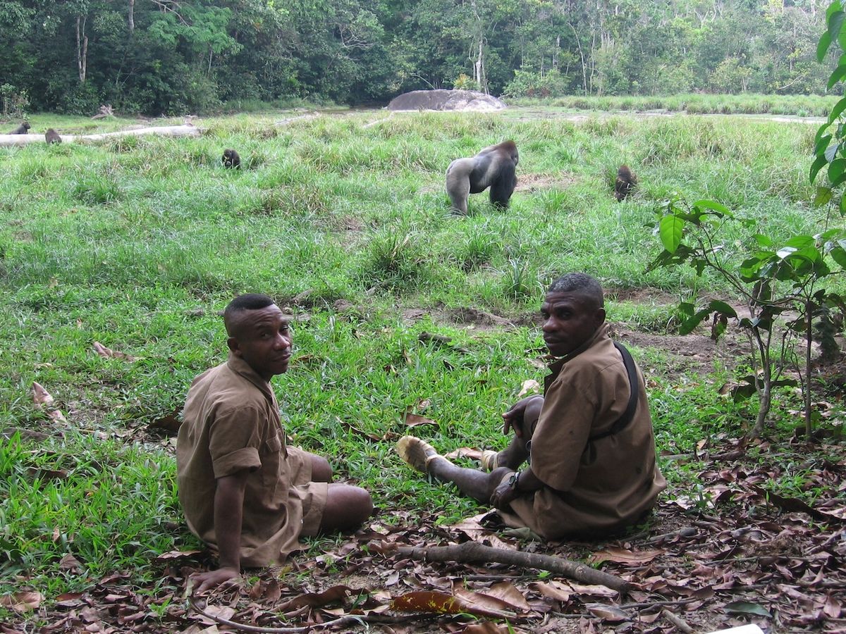 Stopaři tráví s gorilami každý den – od místa, kde gorily opustí svá hnízda, až po místo, kde si staví hnízda nová. Na snímku jsou stopaři pozorující nejdéle sledovanou skupinu v Národním parku Dzanga-Ndoki: Makumba (pojmenovaná po dominantním samci).