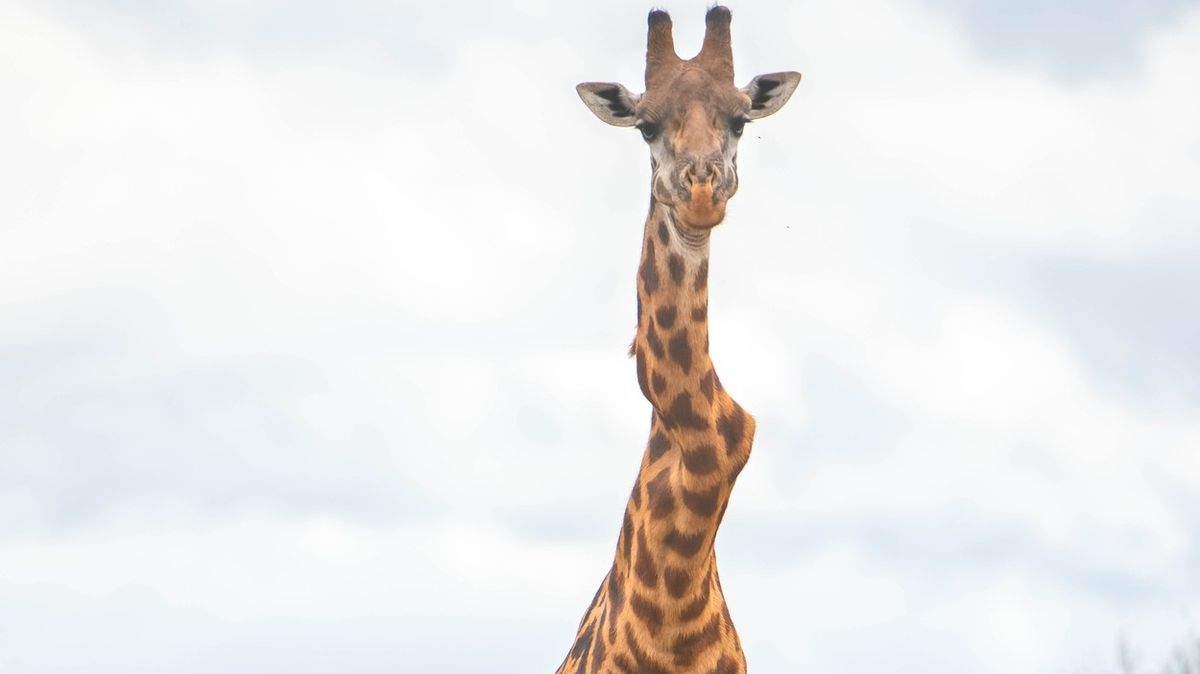 Křivý krk žirafě nepřekáží. 