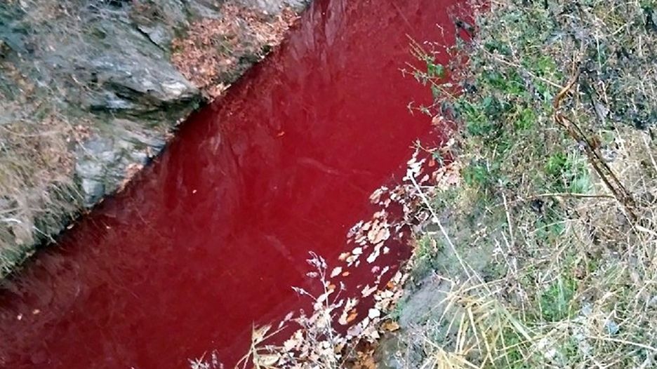Krev utracených vepřů zbarvila v Jižní Koreji řeku doruda