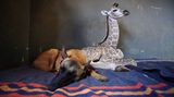 Opuštěné mládě žirafy a hlídací pes se stali nejlepšími přáteli 