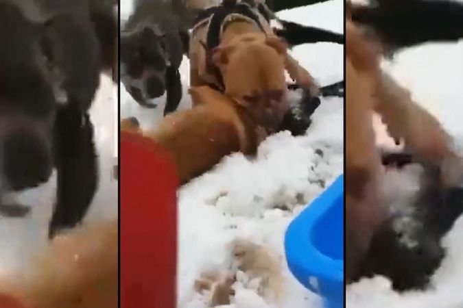 Záběr z drastického videa, na kterém psi trhají fenku