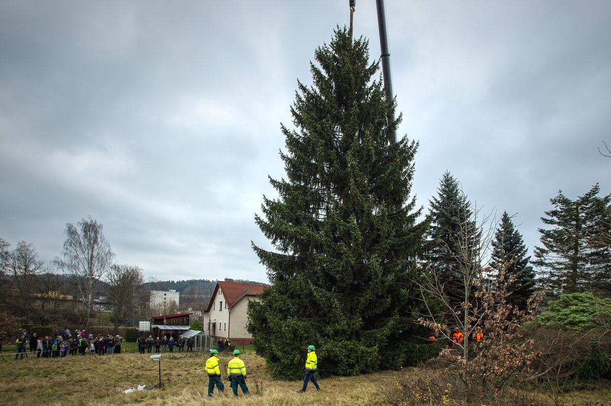 V Semilech 24. listopadu pokáceli vánoční strom pro Prahu.