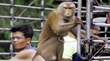 Opice pomohou k ekologičtější produkci palmového oleje, doufají odborníci