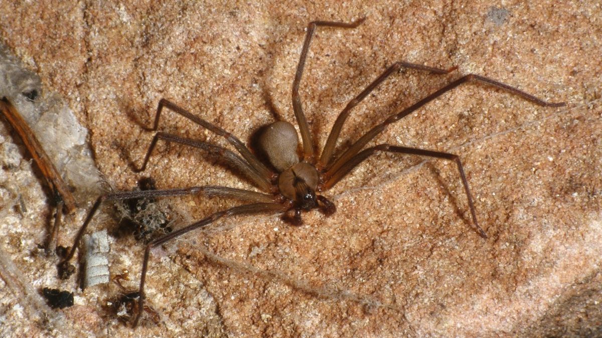 Nově objevený pavouk vypadá podobně jako Loxosceles reclusa
