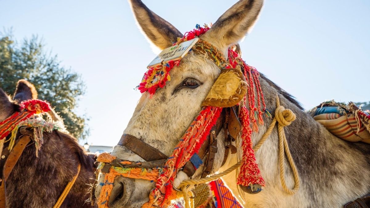 Nadměrně vážící turisté už se na oslech v Mijas Pueblo nesvezou