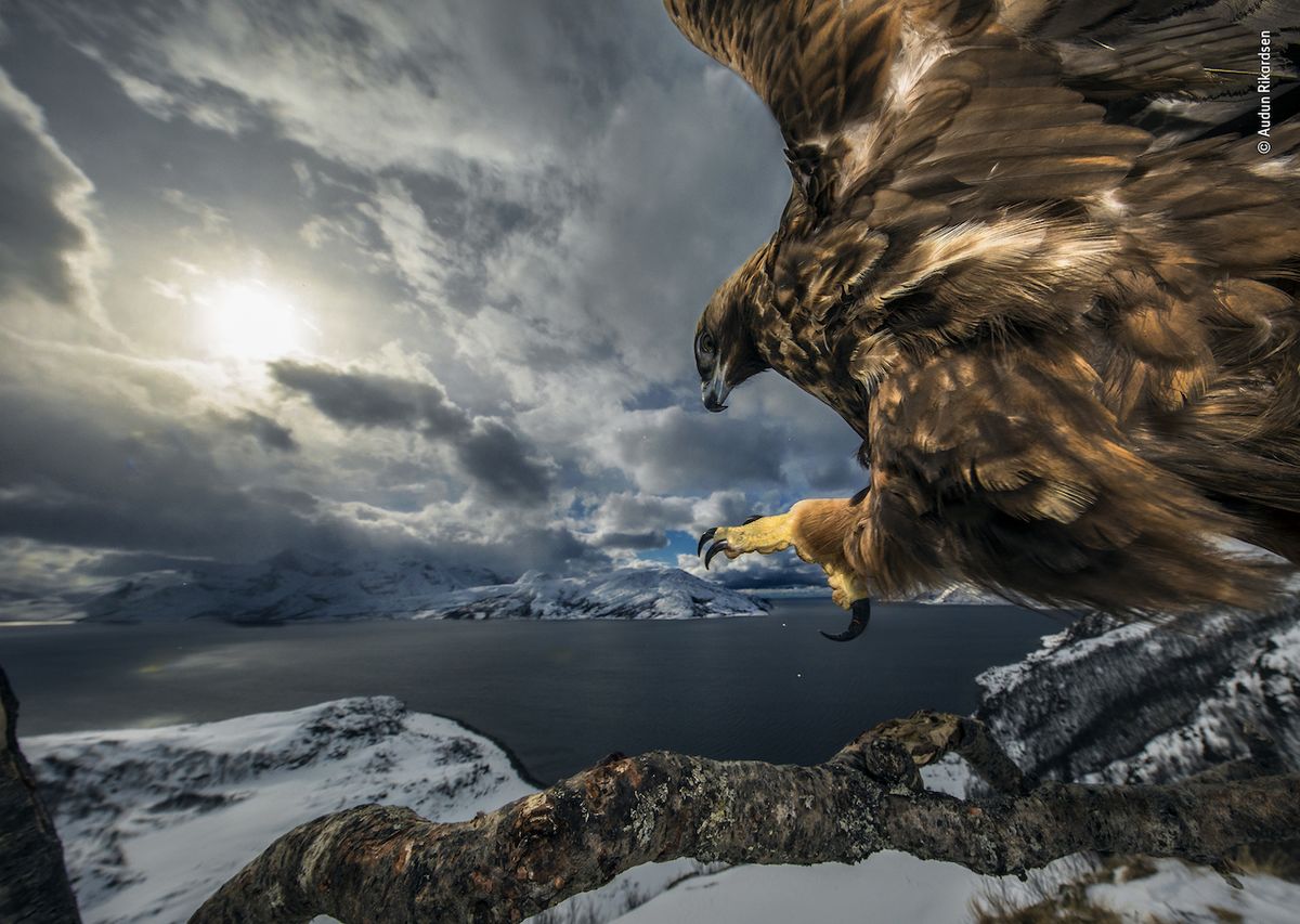 Země orla – Vítěz kategorie Ptáci: Aby mohl vyfotit orla skalního ve svém prostředí, fotograf na severu Norska postavil skrýš, vedle které čas od času nechával mršinu. Orel skalní si po tři roky na skrýš zvykal a začal větev u ní používat pravidelně.
