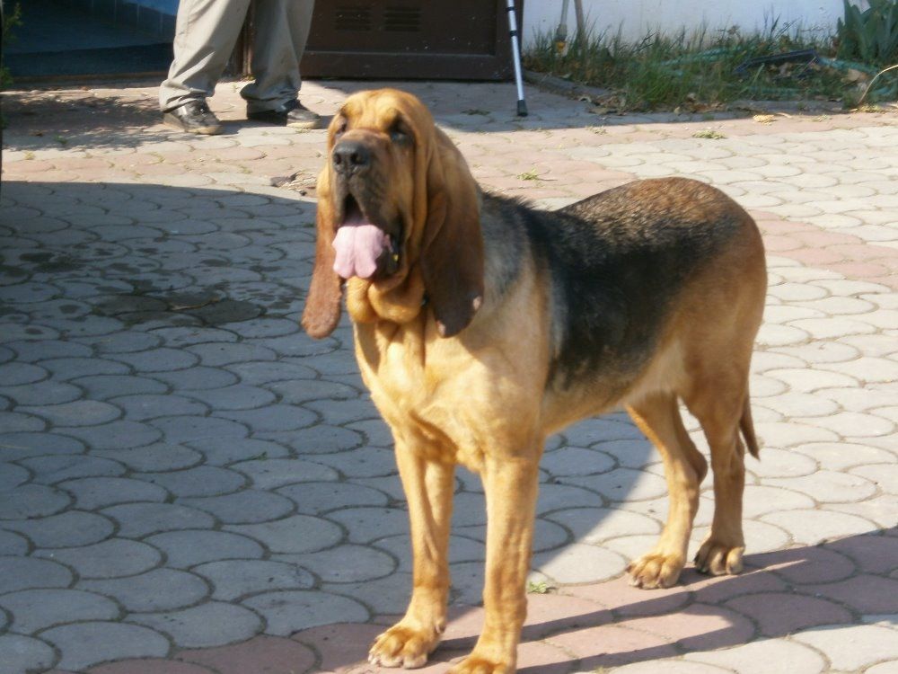 Bloodhoundi jsou v několika barevných varietách. Mají téměř 70 cm v kohoutku a váží i 70 kilo.