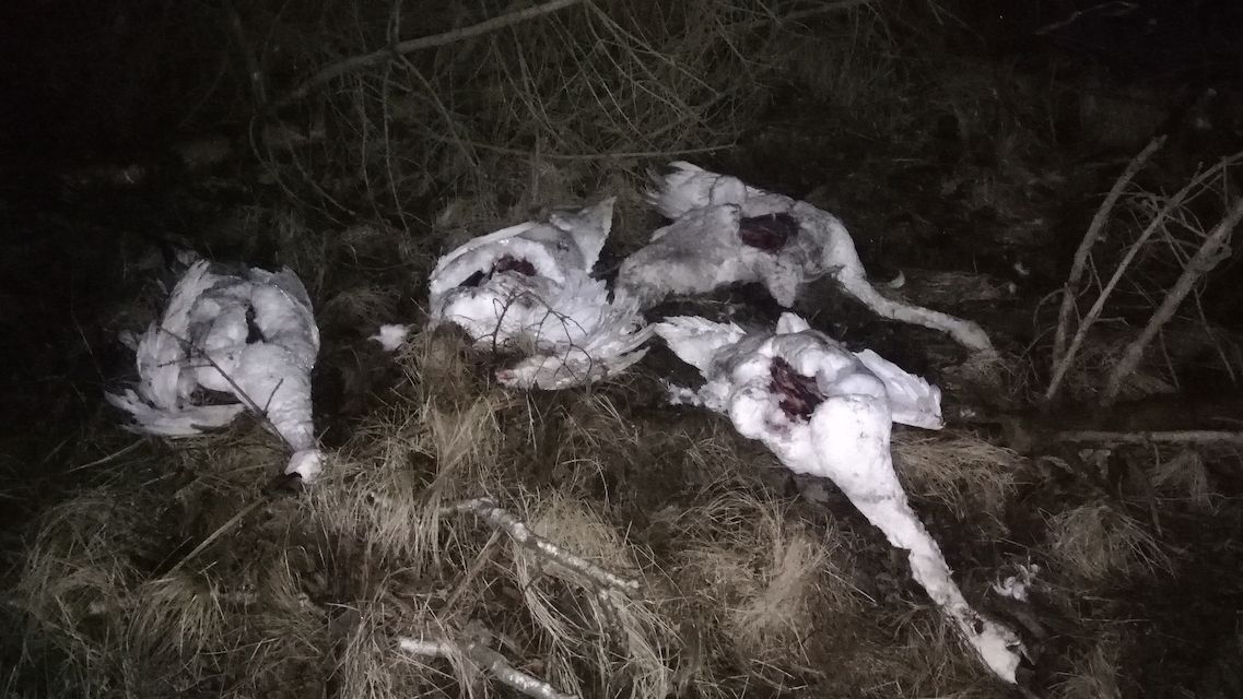 Uhynulé labutě na Děčínsku