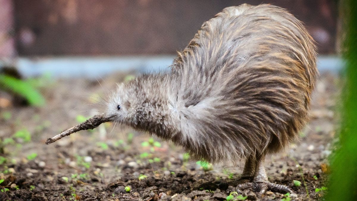 Na Novém Zélandu se snaží vyhubit všechny krysy a potkany