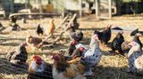 Veterináři varují před rizikem přenosu ptačí chřipky z Polska