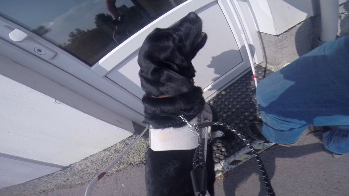 Pohled vodicího psa a nevidomého na jeho neviditelnou trasu 