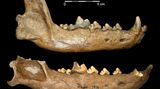 Zuby šelem z Předmostí naznačují ranou domestikaci