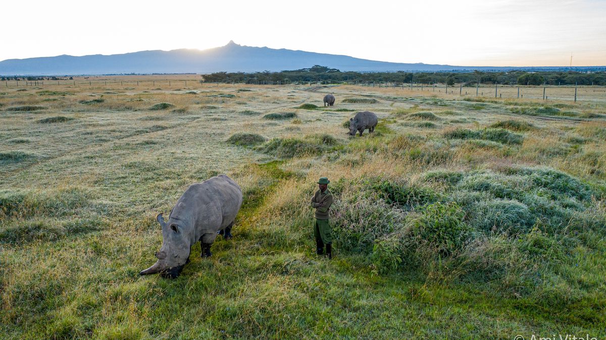 Letecký pohled na výběh nosorožců bílých severních v rezervaci Ol Pejeta Conservancy s jejich hlavním ošetřovatelem Zacharia Mutaiem, který se dívá na Nájin. V pozadí jsou Fatu a samice nosorožce bílého jižního jménem Tauwo.