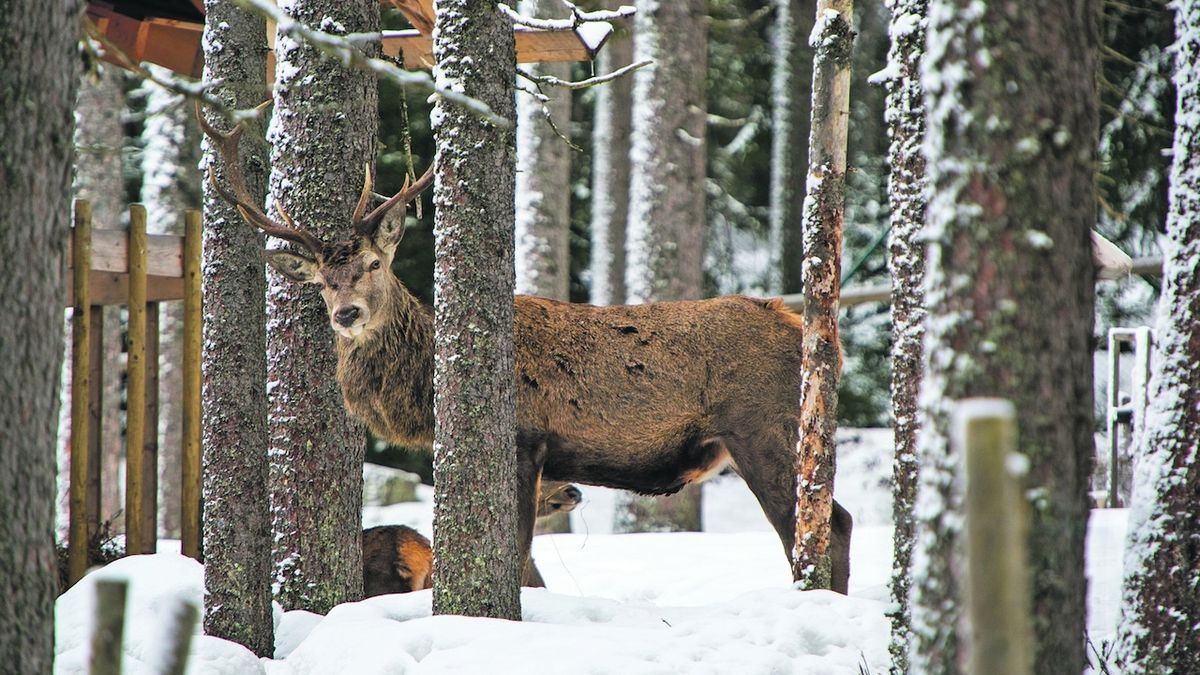 Pozorovat jeleny v oboře mohou lidé pouze na šumavské Kvildě. Do jiných přezimovacích obůrek lesníci už turisty nezavedou.