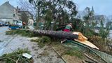 Na ženu u Máchova jezera spadl strom
