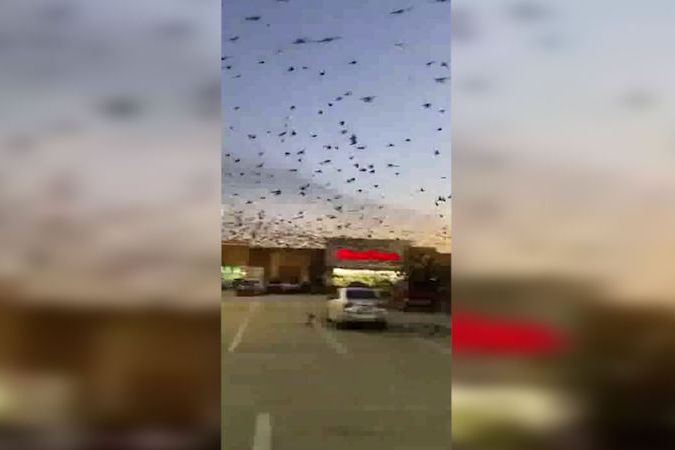 BEZ KOMENTÁŘE: Tisíce ptáků zakryly oblohu nad Texasem
