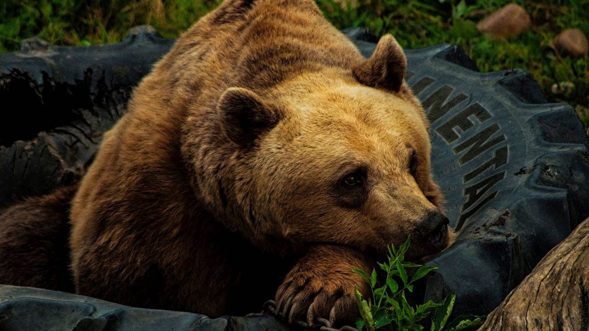 Medvěda Medouška museli v Zákupech kvůli zdravotním problémům uspat. V pondělí by mu bylo 27 let.