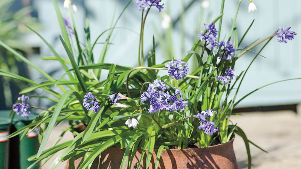 V květináči. Zrezivělá nádoba halabala osázená hyacintovci a letními bledulemi (Leucojum aestivum) dává zátiší u domu rustikální šarm.
