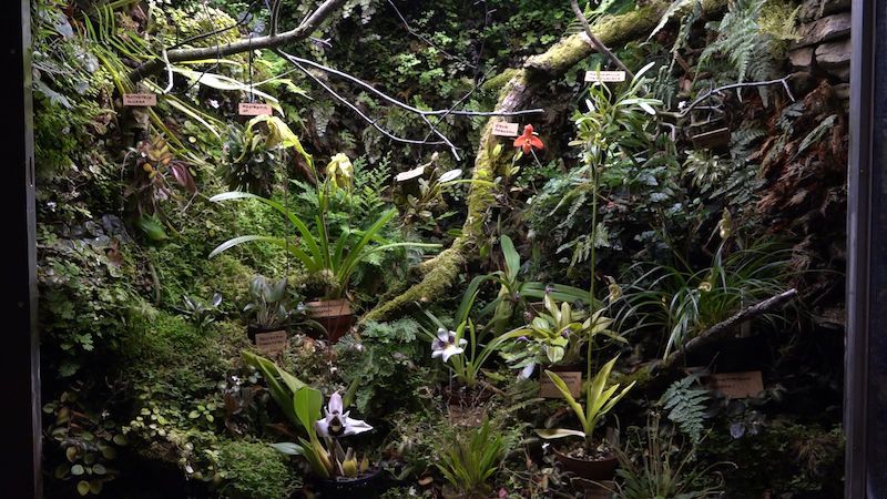 Botanická zahrada v Troji představuje miniaturní orchideje. Květ má méně než milimetr