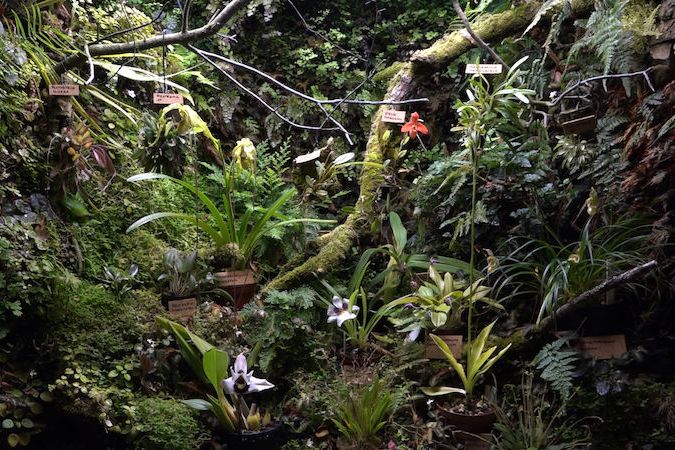 Botanická zahrada v Troji se pyšní miniaturními orchidejemi. Květ má méně než milimetr