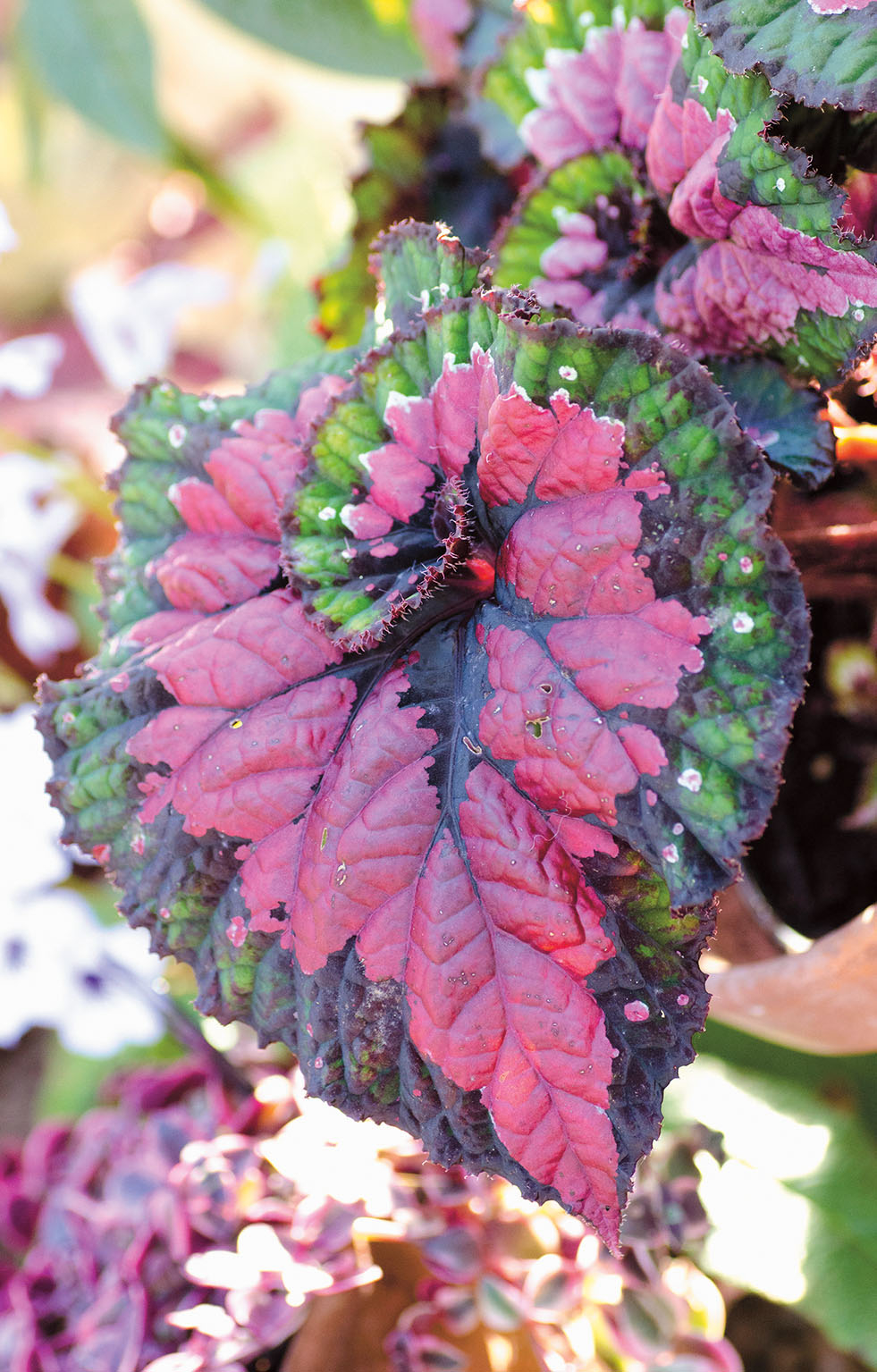 Begonia Begnie Druhy Biolib Cz