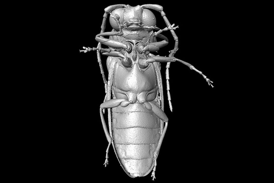 Snímek znázorňuje mikro-CT rekonstrukci druhu Mysteriomorphus pelevini.