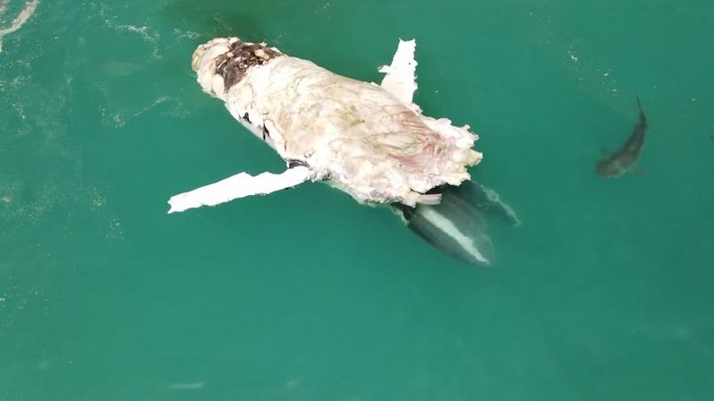 Záběry z dronu: Žraloci hodovali na gigantické mršině velryby