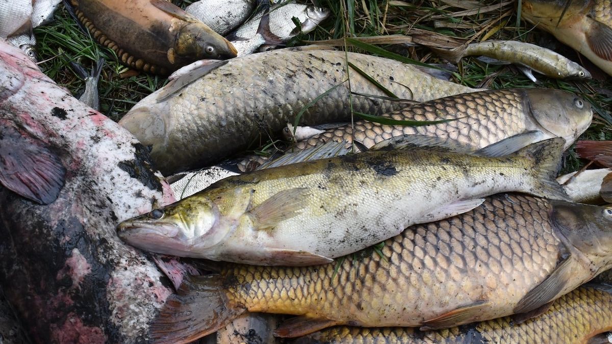 V Odře v Polsku uhynuly tuny ryb, tisk kritizuje nečinnost úřadů