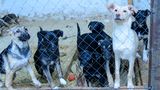 Vyhledávač ztracených psů vytvořila studentka v Brně
