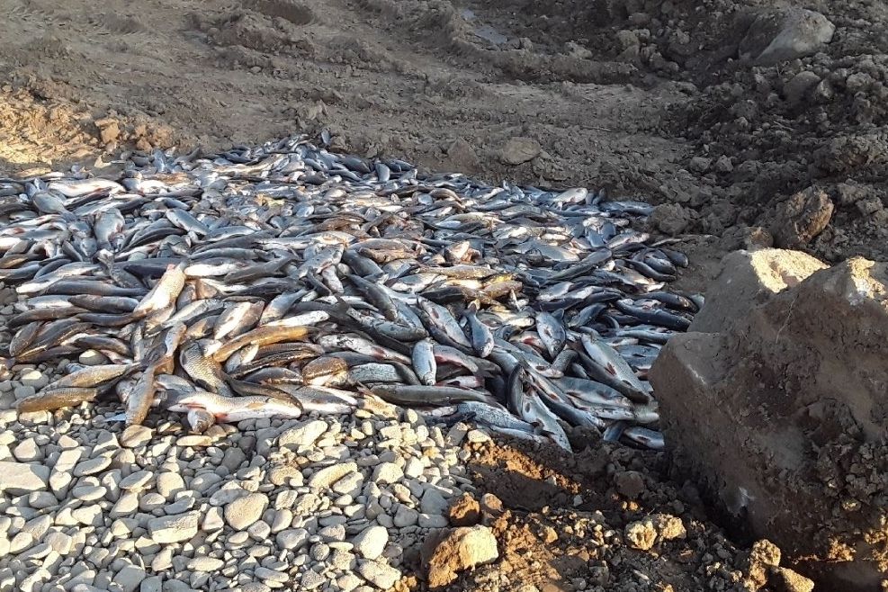 Hasiči z Bečvy vylovili tisíce uhynulých ryb