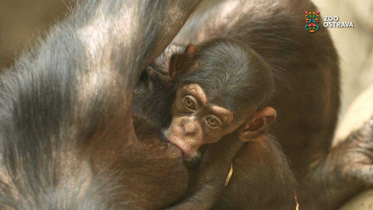 Téměř pětiměsíční ostravské mládě kriticky ohroženého šimpanze se už batolí