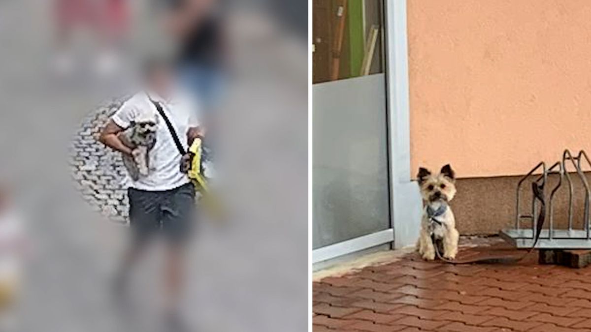 Zloděj s dítětem ukradl psa u nákupního centra. Za dva dny zvíře našli uvázané u jiného obchodu