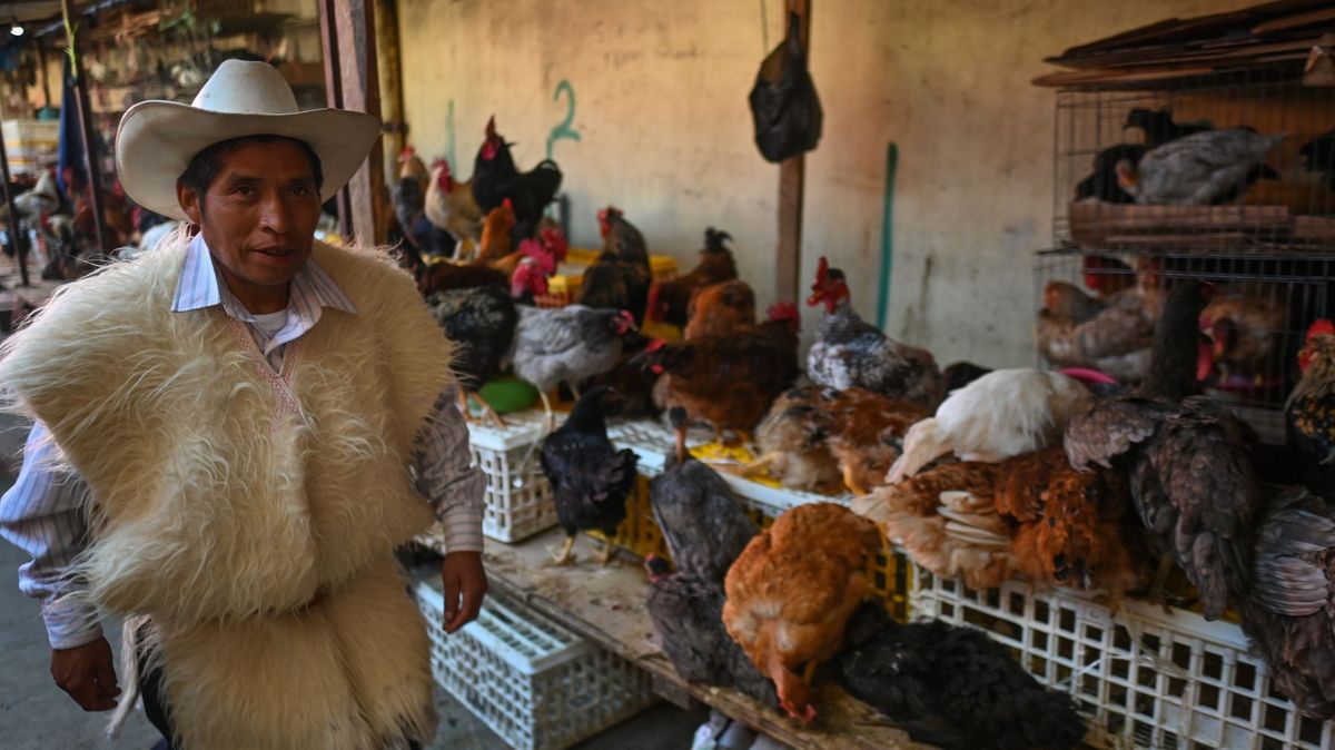 V Mexiku zemřel první člověk nakažený „neškodným“ podtypem ptačí chřipky
