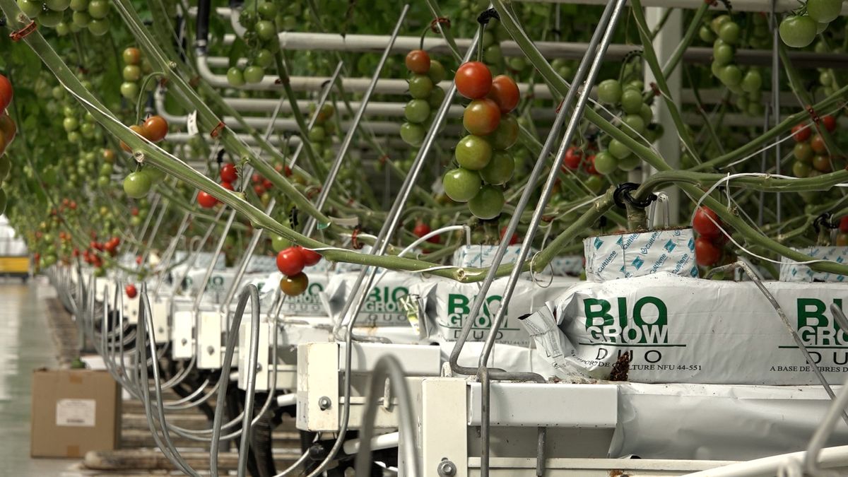 Rostliny rajčat vysoké až 16 metrů. Navštívili jsme s kamerou skleník 21. století