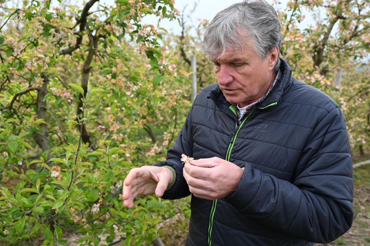 Budou jablka za 50 korun? Stromy pomrzly v Česku i v Polsku