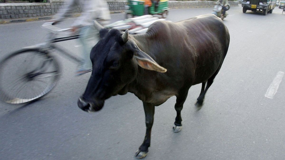 Běsnící krávy vtrhly mezi dívky před obchodem v Dillí, jednu vážně zranily