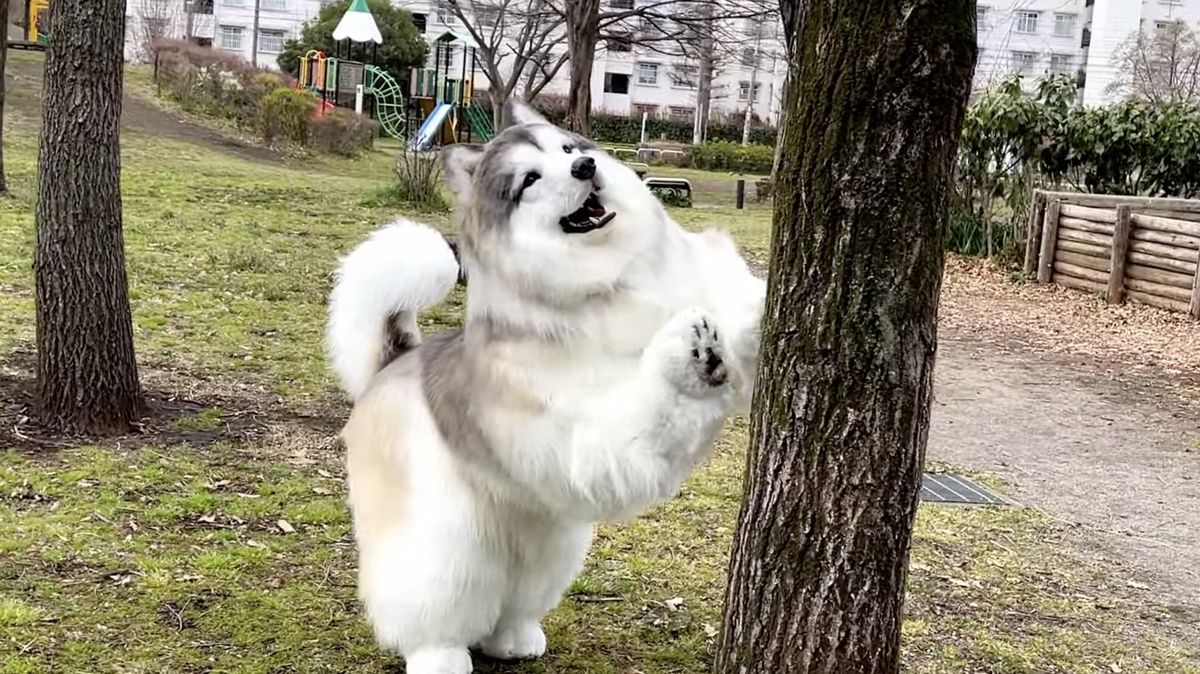 Japonec po letech představil vylepšený kostým psa. Už není kolie, ale aljašský malamut