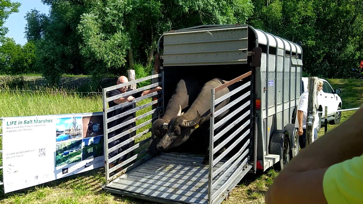 Trojice buvolů chystá u Pouzdřan pastviště pro husy