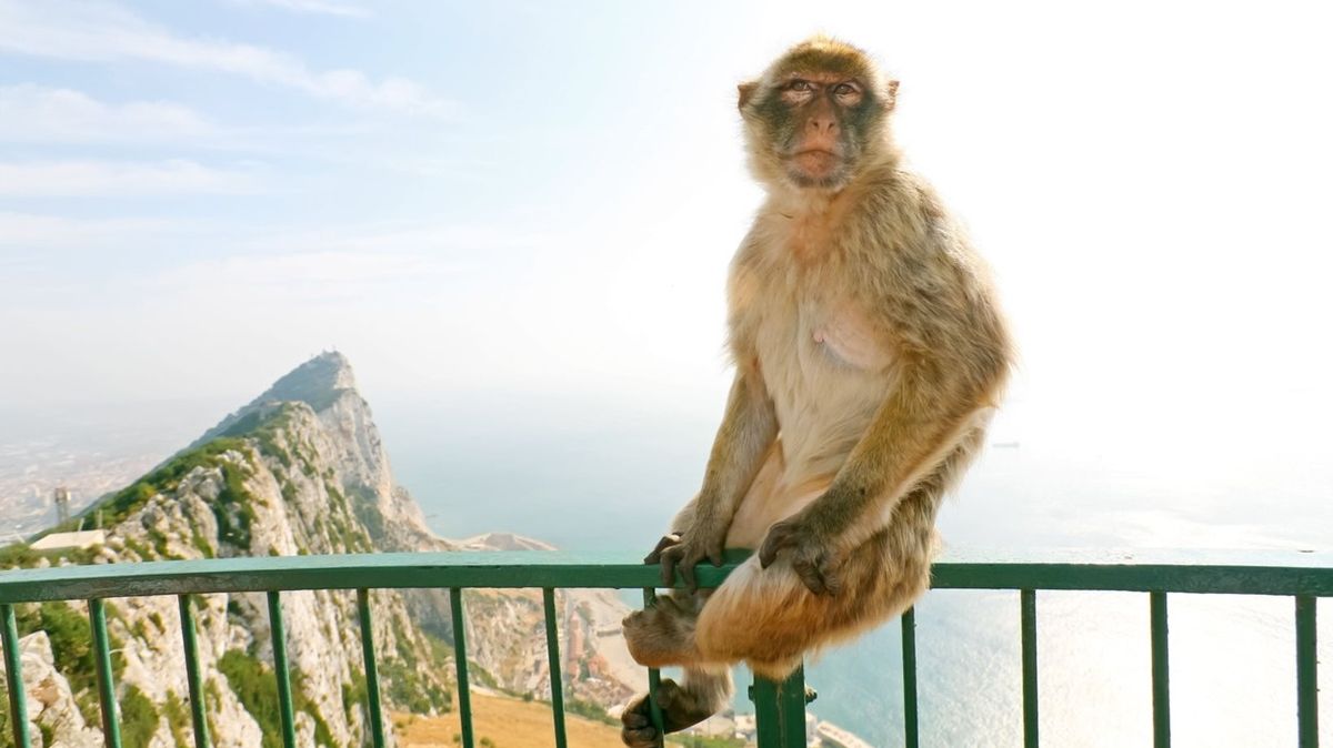 Nedotýkejte se našich opic, varuje Gibraltar