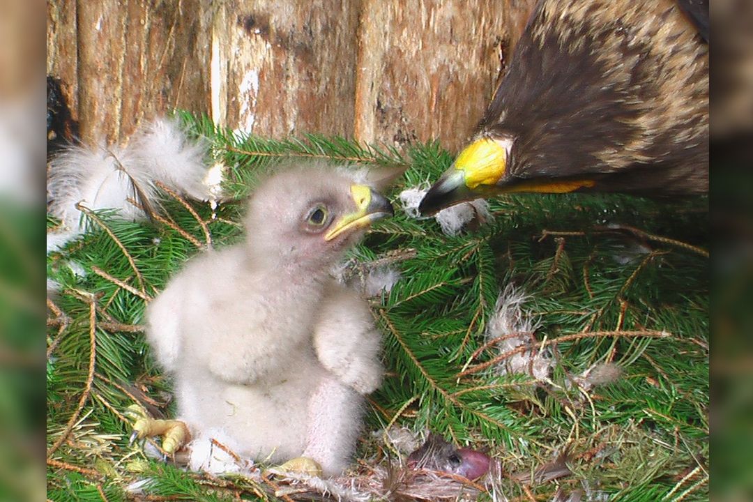 Mládě orla křiklavého se v Liberci vyklubalo díky použití metody, která se u dravců dosud nikde na světě nepoužívala.